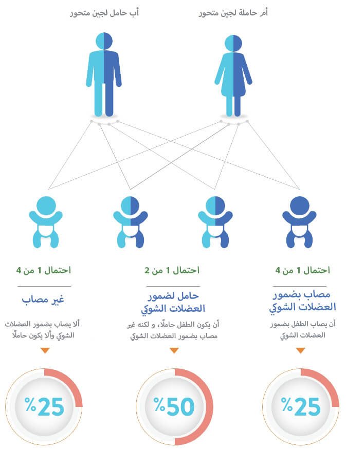 المخططات